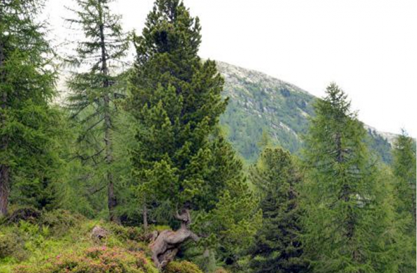 Pinus Cembra Pino Cembro Cirmolo Gembro, il legno del benessere